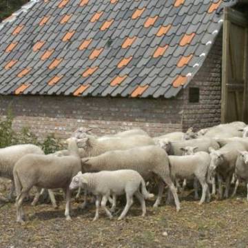 Schaapskooi well